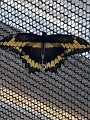 Jess_Butterflies_2018 (13)